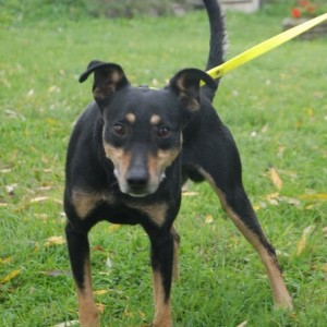 Tappancs02 Tappancs02