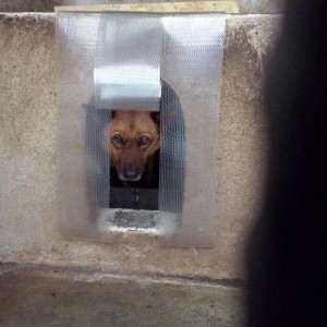 12400902_562721417214749_2448810143953901170_n