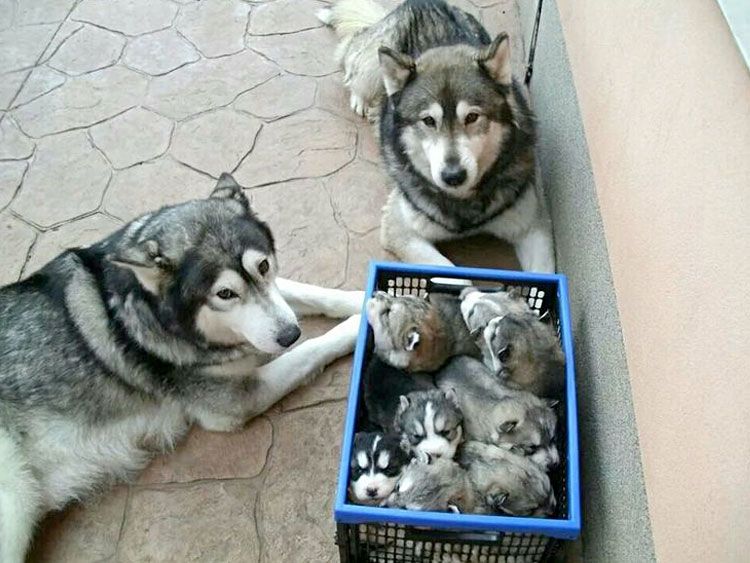 1-husky-1