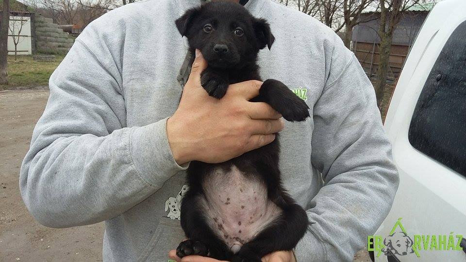 12800286_580827288737495_3095532176852281024_n