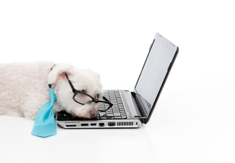 tired-puppy