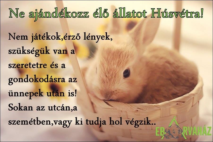 12417790_593334717486752_1476236326751513637_n