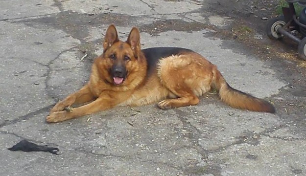 12472535_583871751766382_4906670334717264878_n