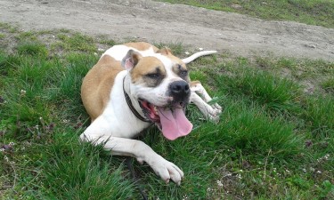 12670654_596341520519405_5649322420971946053_n