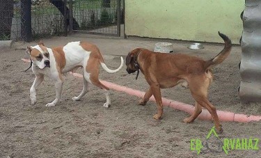 12813908_584798928340331_1104676933416925868_n