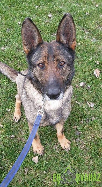 12832412_585084078311816_2146503846330143594_n