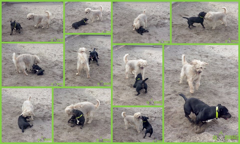 12832551_585106798309544_4851211852767287147_n