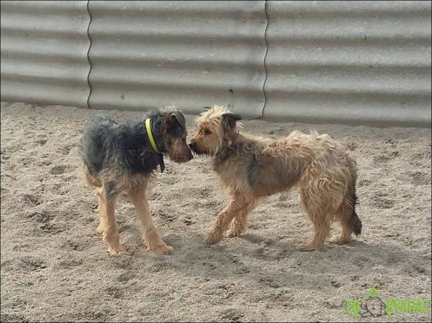 12919625_597845230369034_1324470758287593739_n