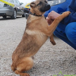 Alexander02 Alexander02