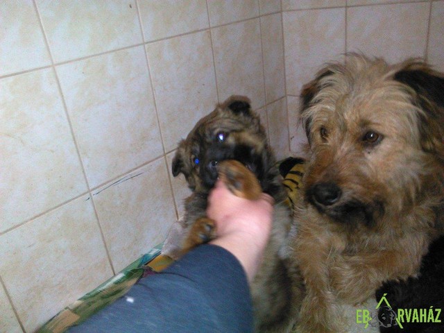 Mézi és kölykei05