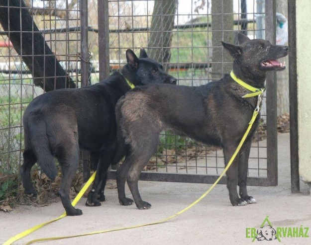 12291232_546864275467130_3081070099926843521_o