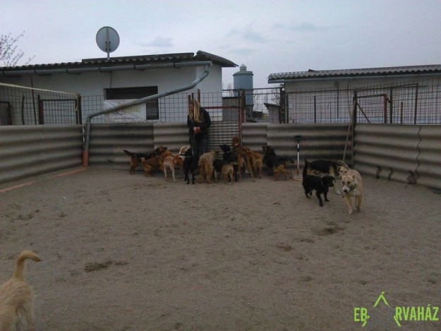 12974466_605810712905819_5176061226293586606_n