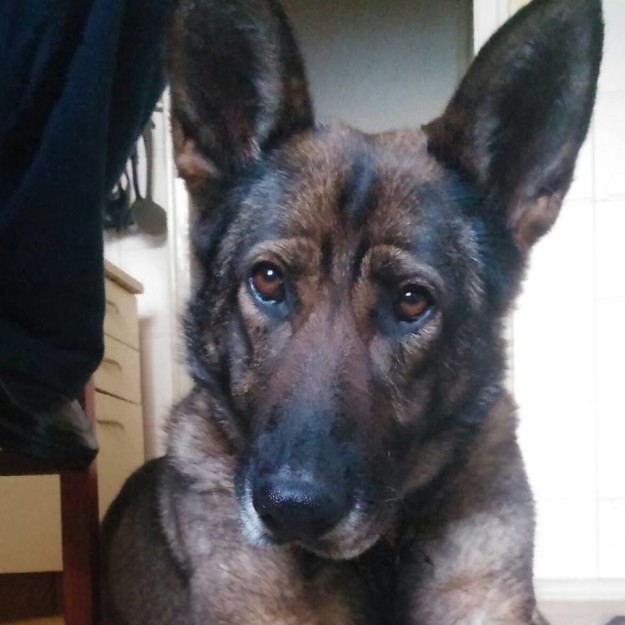 12987151_1585602438398695_3518892286464774147_n