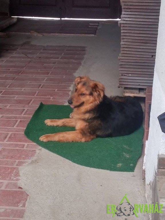 13000079_606898322797058_4456089947386660537_n