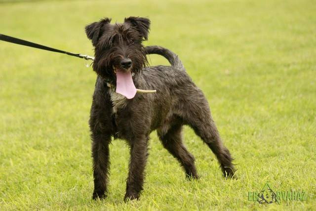 13015335_603314833155407_4289657029686629618_n