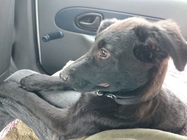 13151526_613082612178629_3239778227123532493_n