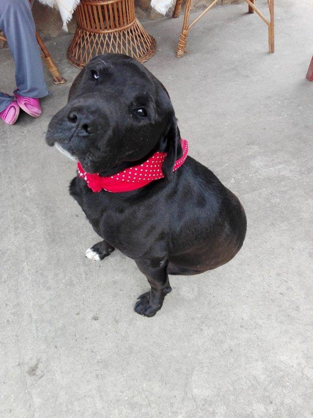 13173978_613321768821380_5088326815394069423_n