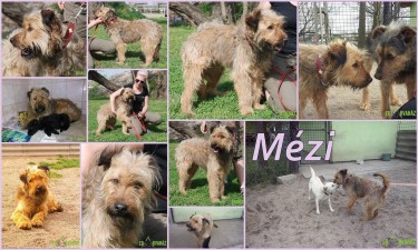 13217205_615269335293290_5844254106761031975_o