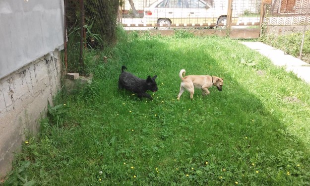 13217579_618626041624286_5295125655049348639_o