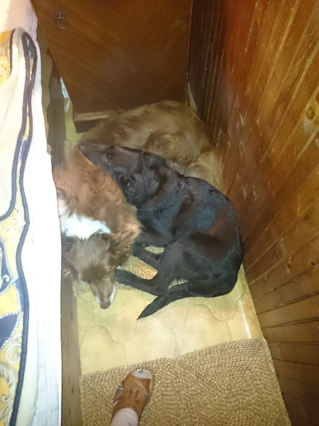 13232947_618616694958554_8143051484679041091_n