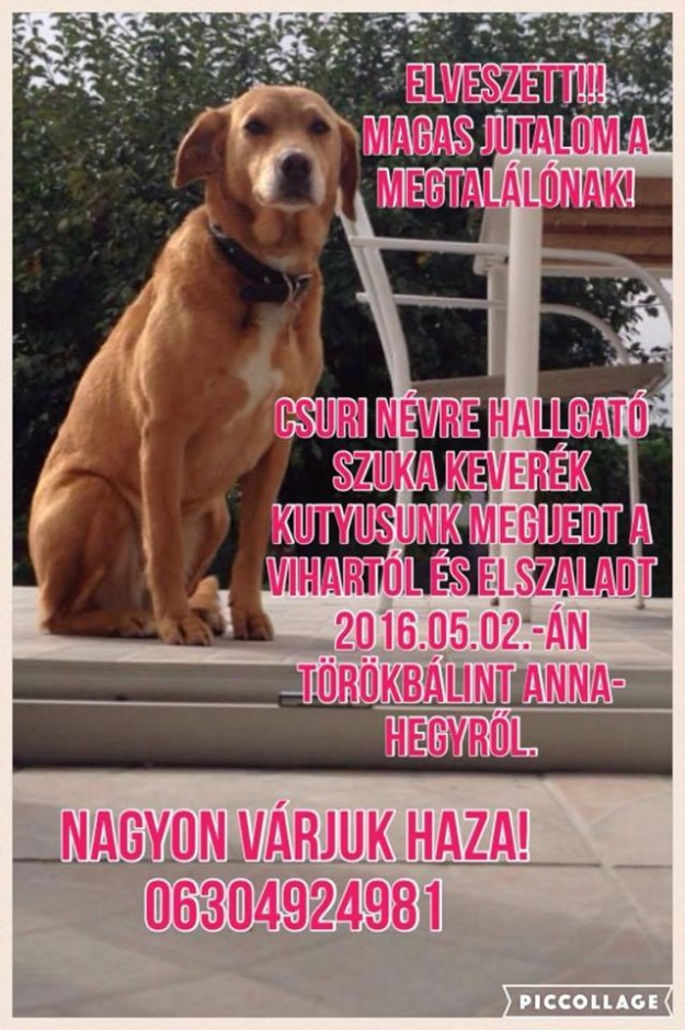 13233009_619476951539195_6253404554123776837_n