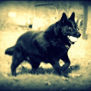 13267887_625363614283862_4722593580801843334_n 13267887_625363614283862_4722593580801843334_n