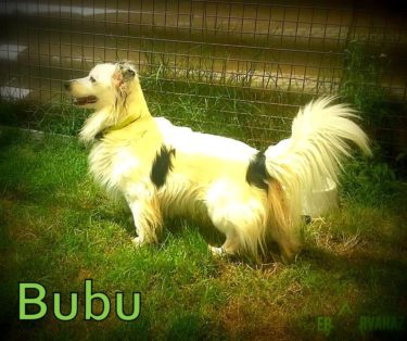 13620205_640071772813046_3486492945673713930_n