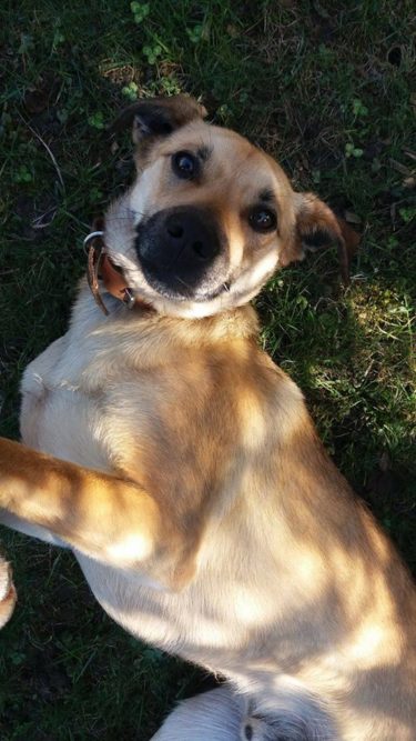 13620255_641048909381999_1360553489553439671_n