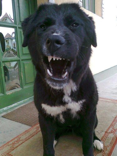 13631673_1019975021443507_288480860262138942_n