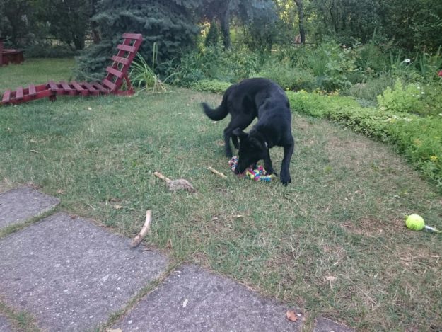 13679872_643629455790611_5944879533233805269_o