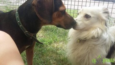 13775868_647895608697329_2958967365882702020_n