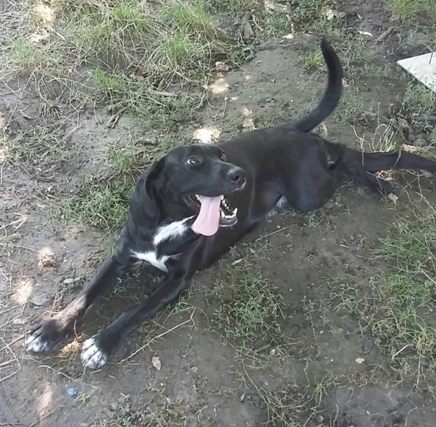 blacky