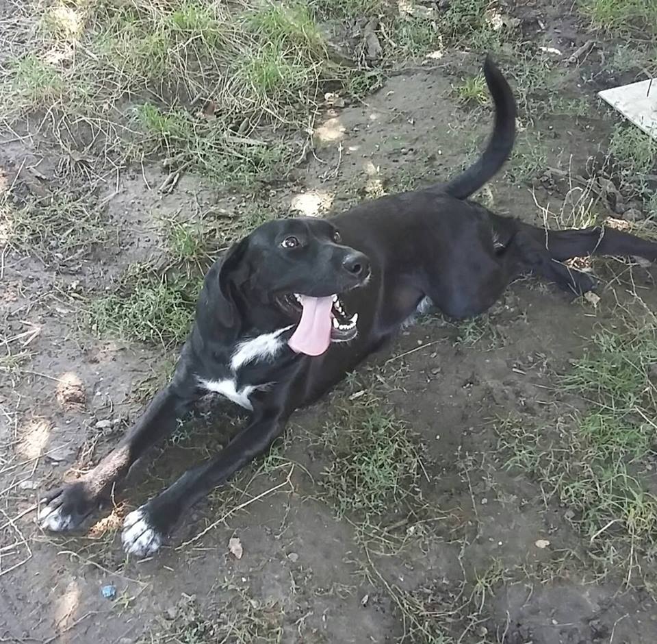 blacky