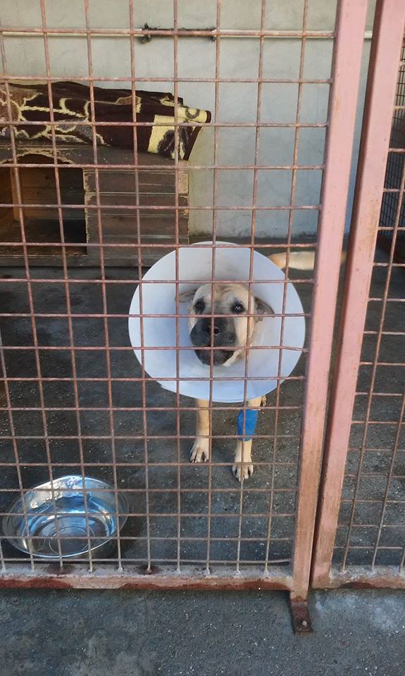 13686579_656056401214583_3889197427660011658_n