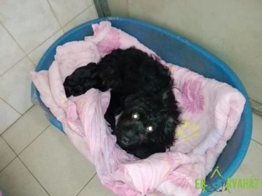 13876497_655362627950627_6890221434828968392_n