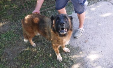 13895584_1254607381302178_7980315962036512259_n