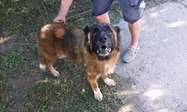 13895584_1254607381302178_7980315962036512259_n