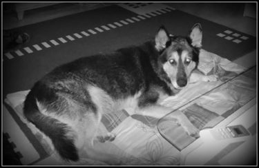 13901359_653089881511235_2333882510196141931_n