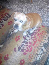 14034837_662607510559472_5750107989234125460_n