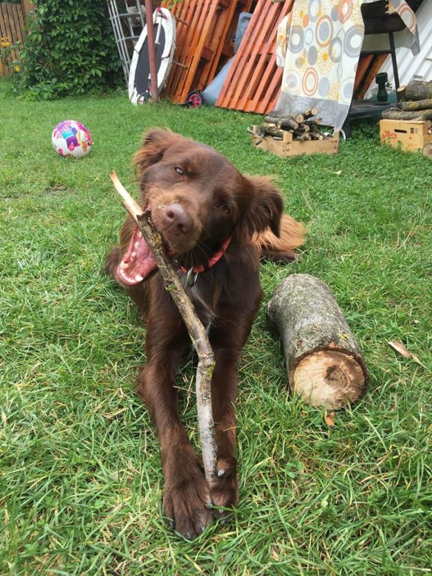 14079892_662161770604046_3674528953364467260_n