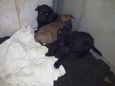 14086368_664094373744119_2210433336014934065_o