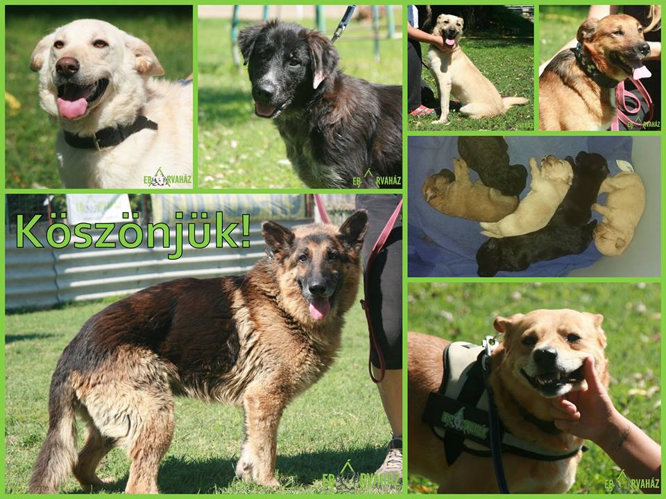 14184572_667689810051242_4045876734984470609_n