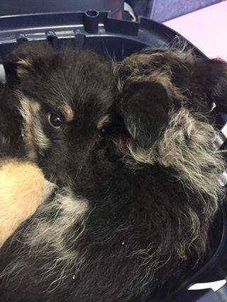 14212748_669817279838495_4735551915277424524_n