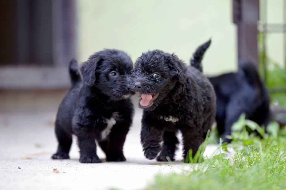 14233102_673100299510193_7721368493150198431_n