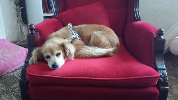 14322736_676266245860265_8425695310764277603_n