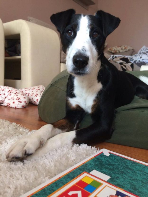 14572284_695486137271609_8075960081832818475_n