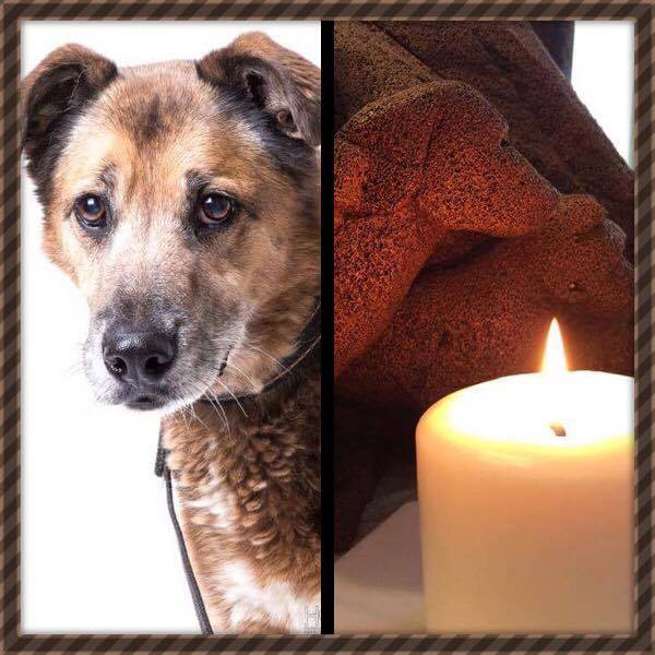 14650192_692595024227387_2487289828903590054_n