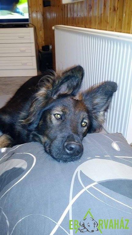 14670803_693648817455341_1782853547335921115_n