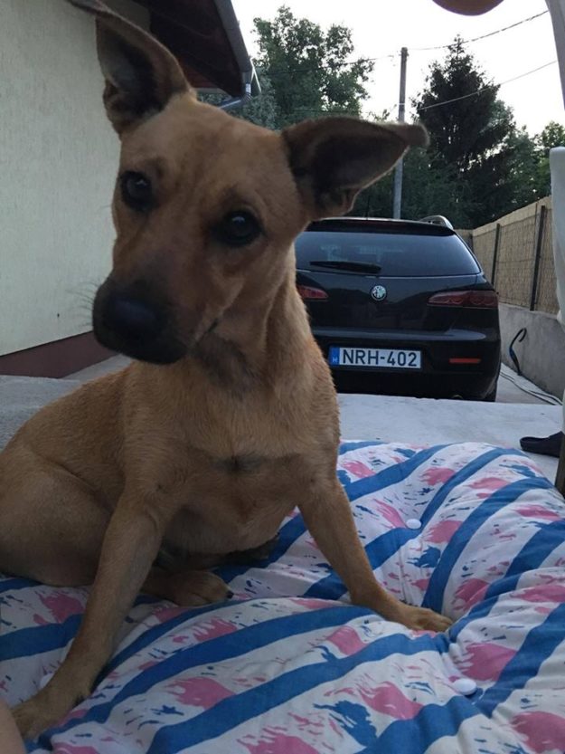 14729094_695726513914238_5994275501786085597_n