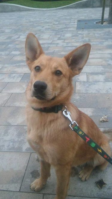 14937380_702691296551093_6078487777085011974_n